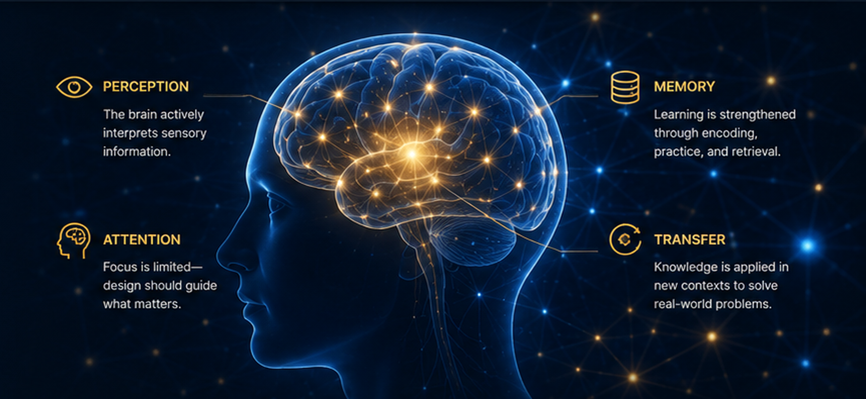 Neuroscience illustration showing attention, perception, memory, and transfer around a glowing neural brain